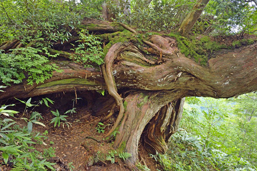 白毛門巨木クロベヒノキネズコ