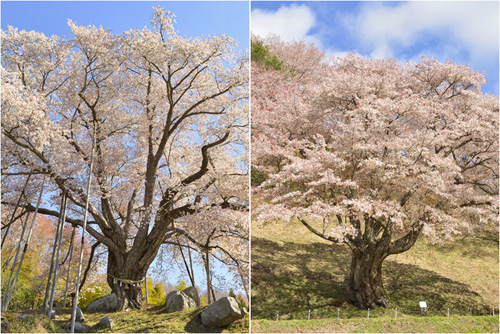 福島巨木桜栃木巨木