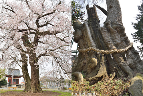 茨城巨木桜