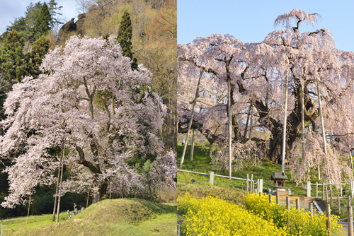 福島巨木桜