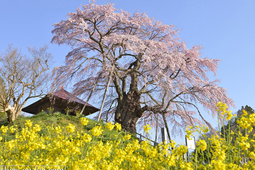 福島茨木巨木桜