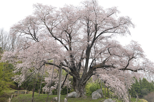 福島茨木巨木桜