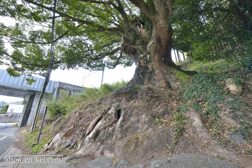 静岡巨木