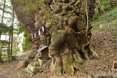 静岡巨木
