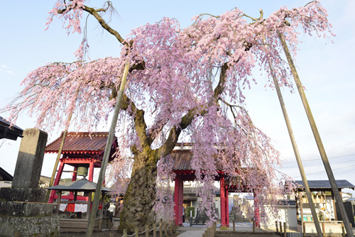 福島巨木桜