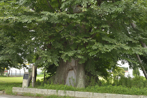神奈川巨木