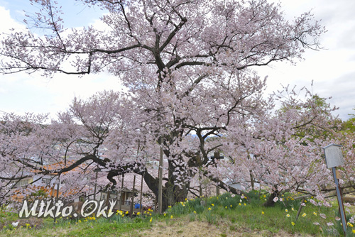 福島桜巨木