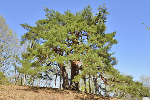 長野県巨樹巨木