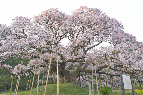 千葉県巨樹巨木