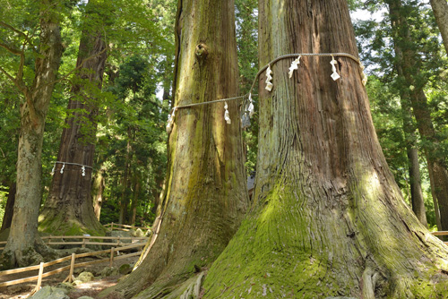 山梨県巨樹巨木