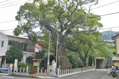 神奈川県巨樹巨木