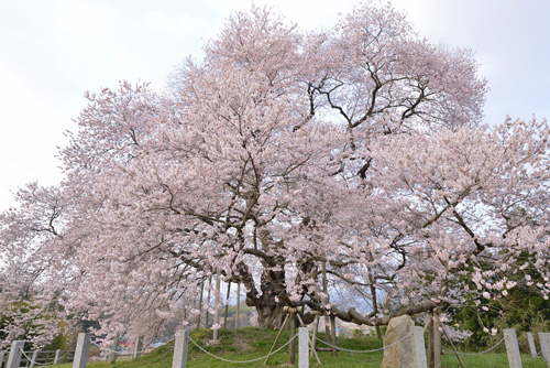 福島県巨樹巨木桜