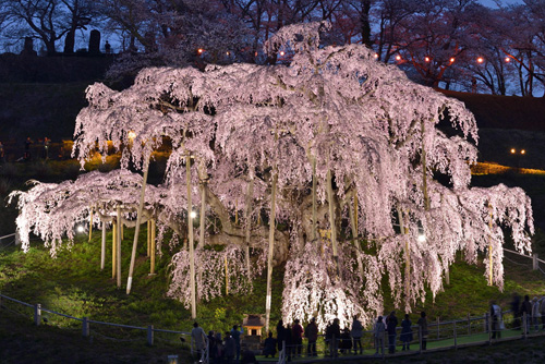 福島県巨樹巨木三春滝桜