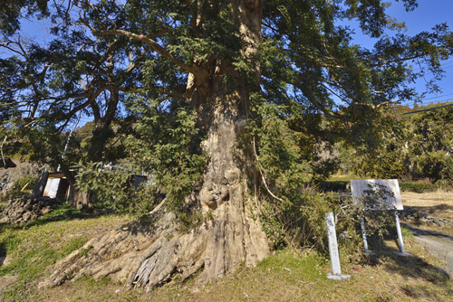 静岡県巨樹巨木
