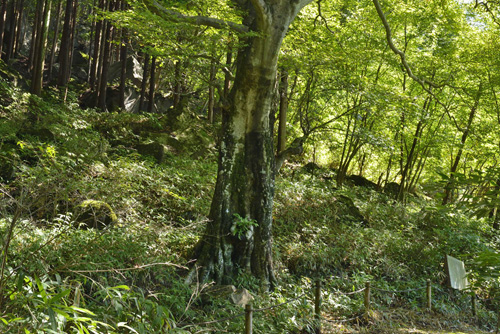 群馬県赤城山巨樹巨木