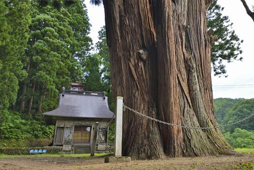 新潟県津南町巨樹巨木