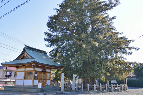 埼玉県巨樹巨木
