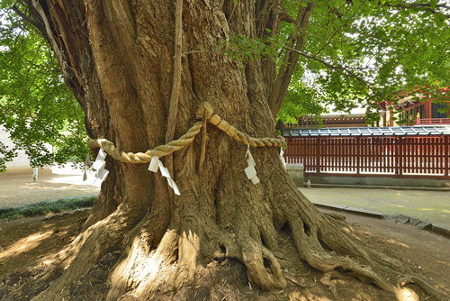 埼玉県巨樹巨木