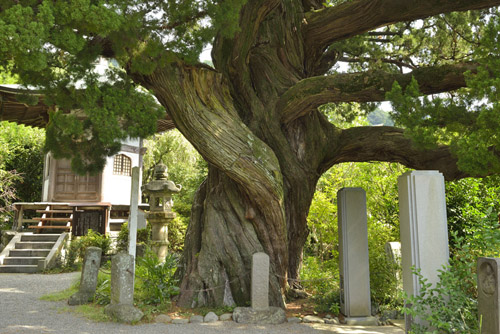 神奈川県巨樹巨木