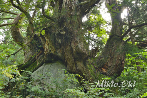 富山県巨樹巨木