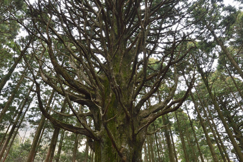静岡県巨樹巨木