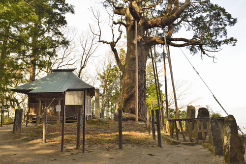 福島県巨樹巨木