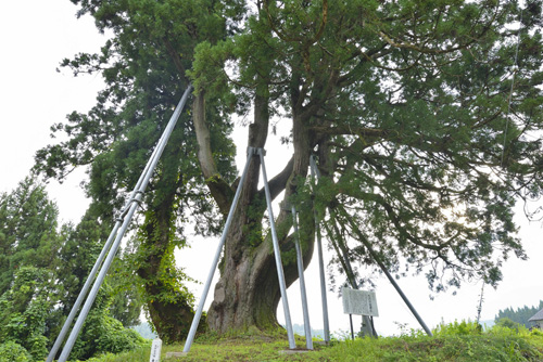 富山県巨樹巨木