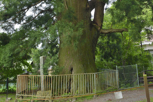 山梨県巨樹巨木