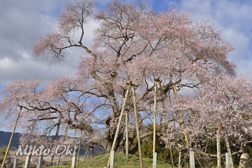 福島県巨木桜