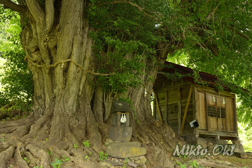 長野県巨木