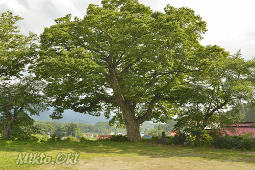 長野県巨木