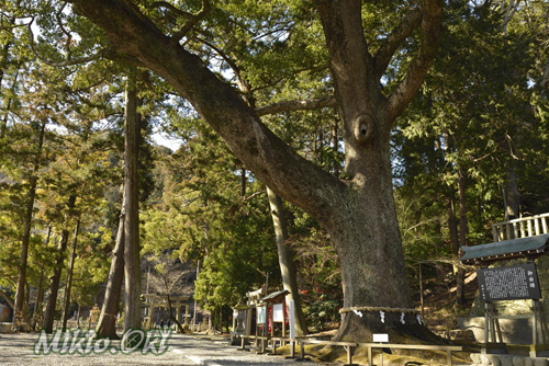 静岡県巨木
