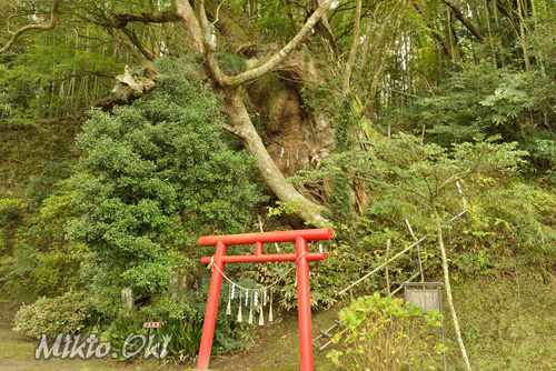 千葉県巨木