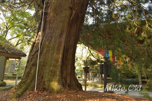 栃木県巨木