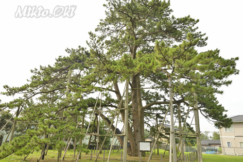 富山県巨木