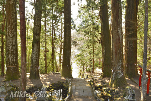 山梨県巨木