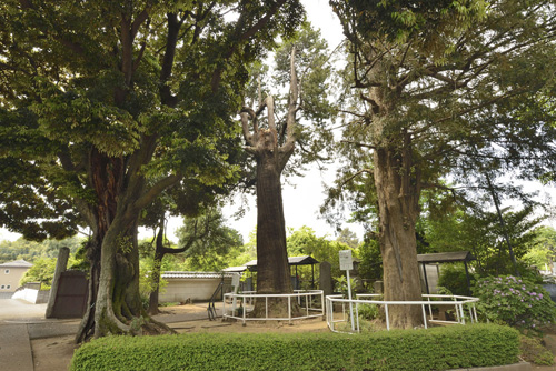埼玉県巨木