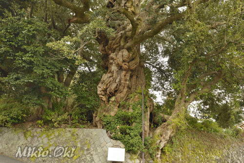 静岡県巨木