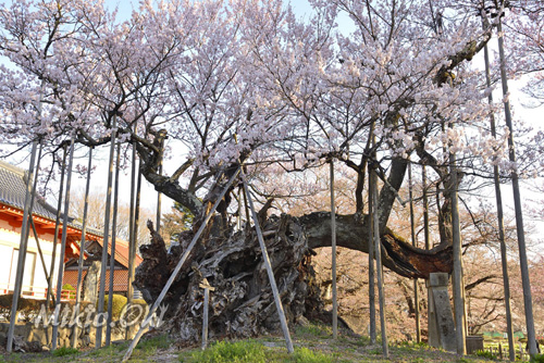 山梨県巨木桜