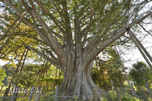 福島県巨木