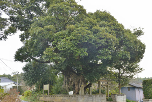 茨城県巨木