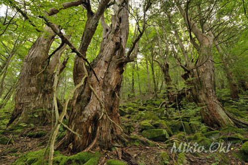 山梨県巨木