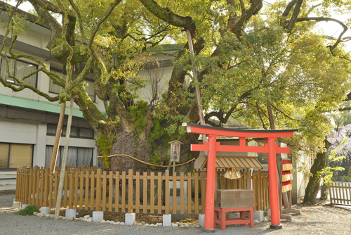 静岡県巨木・富知六所浅間神社の大クス