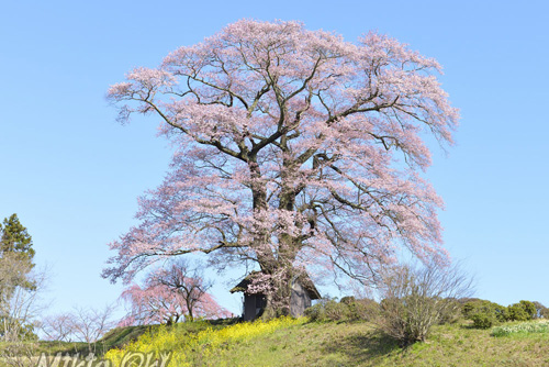 福島県桜巨木・七草木の天神桜