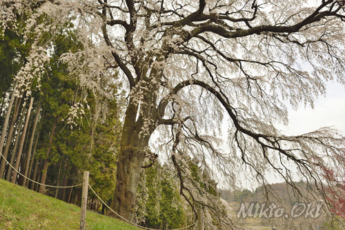 福島県桜巨木・内出のサクラ