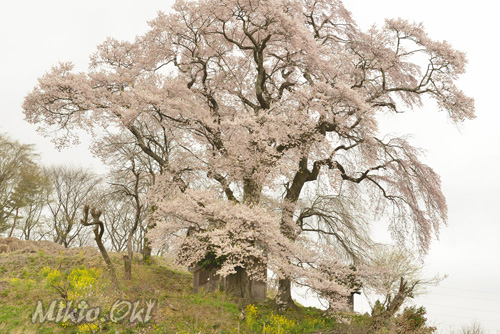 福島県桜巨木・天神夫婦桜