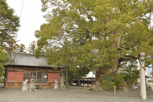 静岡県巨木・須賀神社のクス