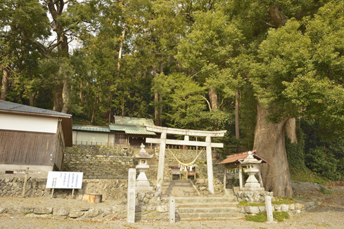 静岡県巨木・渡ヶ島諏訪神社の社叢