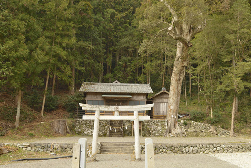 静岡県巨木・米沢諏訪神社のイチイガシ