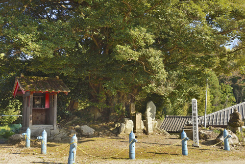 福島県巨木・観音寺跡のスダジイ